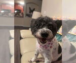 Small #4 Maltipoo
