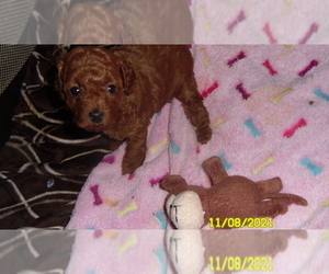 Poodle (Toy) Puppy for sale in DULUTH, GA, USA