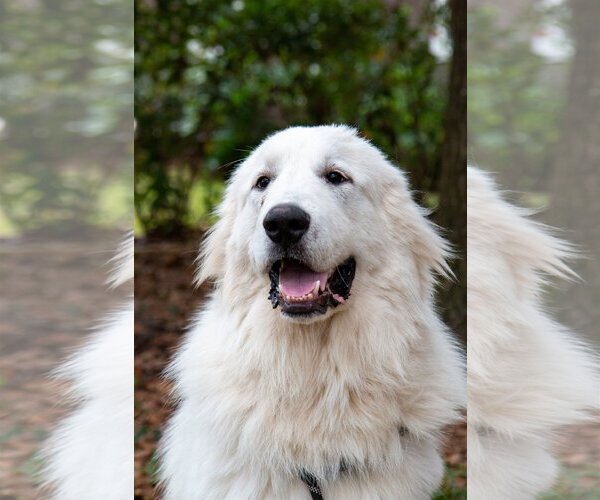 Medium Photo #11 Great Pyrenees Puppy For Sale in Spring, TX, USA