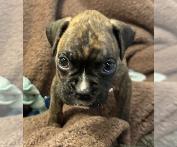 Medium Photo #4 Boxer Puppy For Sale in LANSING, MI, USA