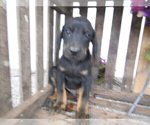 Bloodhound-Doberman Pinscher Mix Puppy for sale in ALPHA, MI, USA
