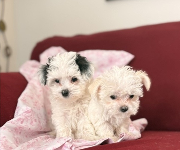 Medium Photo #3 Mal-Shi Puppy For Sale in FARMINGTON, MN, USA
