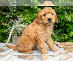 Small #1 Goldendoodle (Miniature)