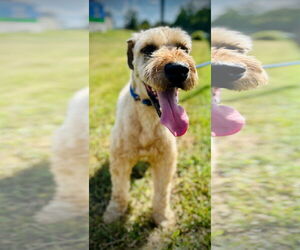 - Mix Dogs for adoption in Pacolet, SC, USA