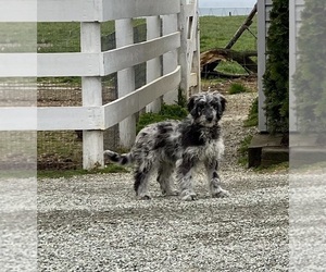 Goldendoodle (Miniature) Puppy for sale in LANCASTER, PA, USA