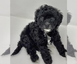 Puppy Zeus Cavapoo