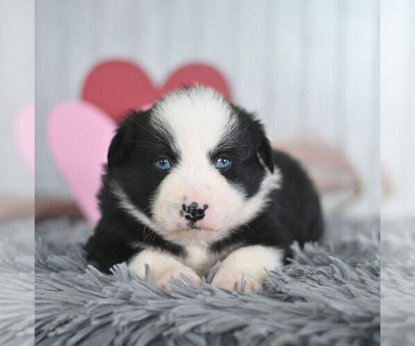 Medium Photo #4 Miniature Australian Shepherd Puppy For Sale in REBERSBURG, PA, USA