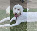 Lena - Female Mutt Dog for Adoption - Small photo