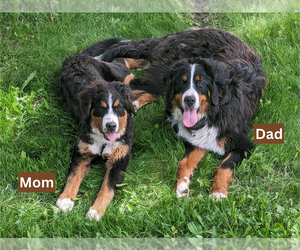 Father of the Bernese Mountain Dog puppies born on 02/11/2025