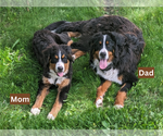 Small Photo #1 Bernese Mountain Dog Puppy For Sale in WEBSTER, MN, USA