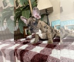 Small Photo #16 French Bulldog Puppy For Sale in PITTSBURG, CA, USA