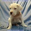 Small Photo #283 Dogo Argentino Puppy For Sale in PINEVILLE, MO, USA