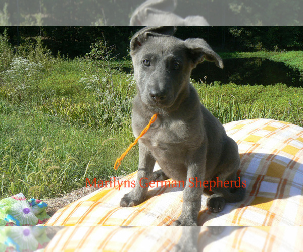 Medium Photo #1 German Shepherd Dog Puppy For Sale in PIEDMONT, MO, USA
