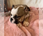 Small Photo #14 English Bulldog Puppy For Sale in CHARLESTON, SC, USA