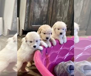 Medium English Cream Golden Retriever