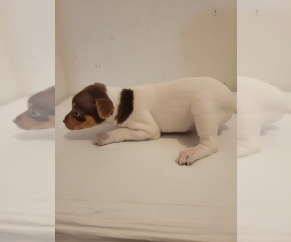 Medium Photo #10 Rat Terrier Puppy For Sale in COLUMBIA, SC, USA