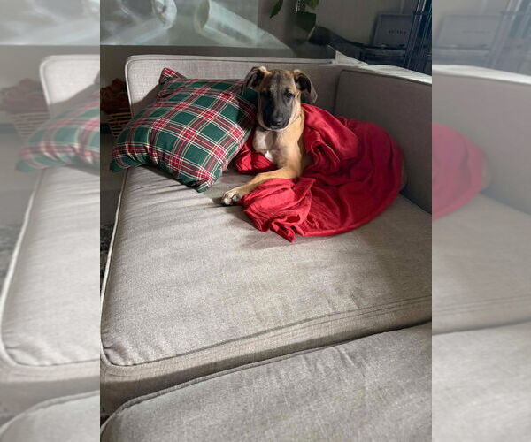 Medium Photo #2 Great Dane-Unknown Mix Puppy For Sale in Bullard, TX, USA