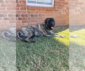 Mastiff Puppy for sale in WEATHERFORD, OK, USA
