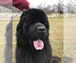 Small Photo #1 Newfoundland Puppy For Sale in MEDINA, OH, USA