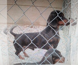 Father of the Chiweenie puppies born on 11/04/2024