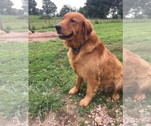 Father of the Golden Retriever puppies born on 07/06/2019