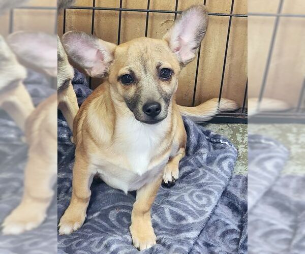 Medium Photo #6 Chiweenie Puppy For Sale in Tustin, CA, USA