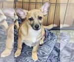 Small #5 Chiweenie