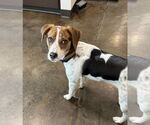 Small Beagle Mix