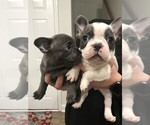 Small Photo #1 French Bulldog Puppy For Sale in CAROLINA FOREST, SC, USA