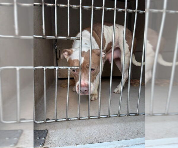 Medium Photo #1 American Pit Bull Terrier-Unknown Mix Puppy For Sale in Oklahoma City, OK, USA