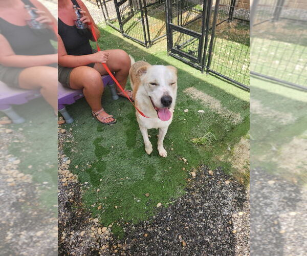 Medium Photo #7 Golden Labrador Puppy For Sale in garner, NC, USA