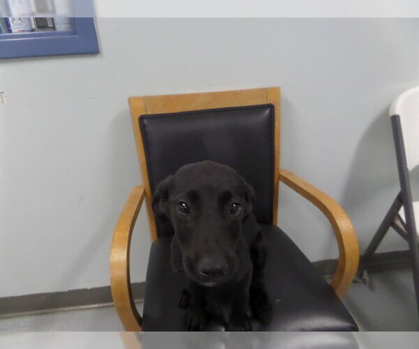 Medium Photo #1 German Shepherd Dog-Unknown Mix Puppy For Sale in Augusta, GA, USA