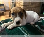 Small Photo #10 Jack Russell Terrier Puppy For Sale in CANNON FALLS, MN, USA