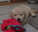 Small #3 Golden Retriever