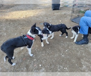 Border Collie Puppy for sale in UPLAND, CA, USA