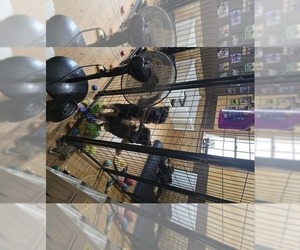 German Shepherd Dog Litter for sale in LA FAYETTE, NY, USA