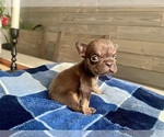 Puppy Hersey French Bulldog