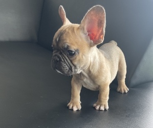 French Bulldog Puppy for sale in MIAMI, FL, USA