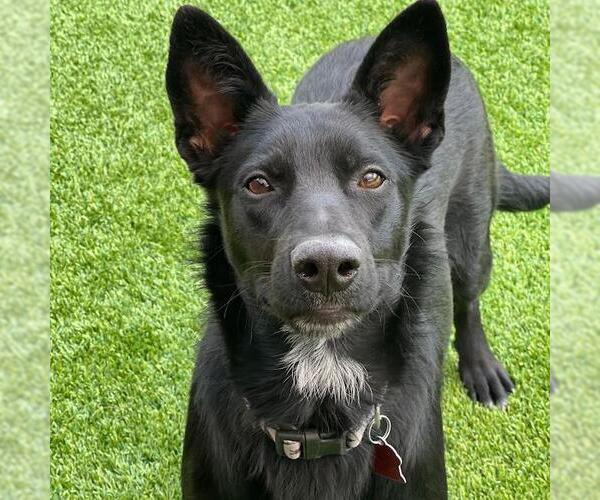 Medium Photo #2 Labrador Retriever-Unknown Mix Puppy For Sale in San Diego, CA, USA