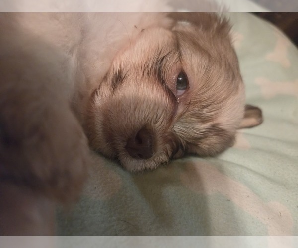 Medium Photo #22 Maltipom-Pomeranian Mix Puppy For Sale in HUDSON, MA, USA