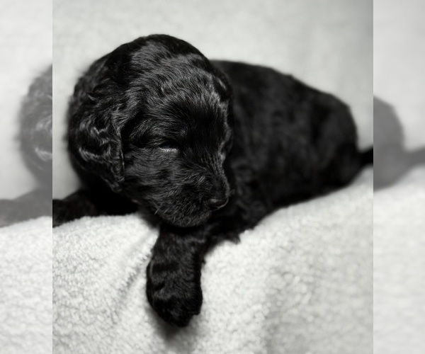 Medium Photo #45 Goldendoodle Puppy For Sale in HOWARD CITY, MI, USA