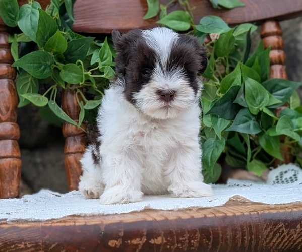 Medium Photo #66 Havanese Puppy For Sale in GOSHEN, IN, USA