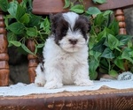 Small Photo #66 Havanese Puppy For Sale in GOSHEN, IN, USA