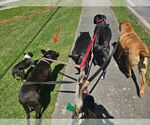 Small #14 Bulldog-Staffordshire Bull Terrier Mix
