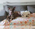 Small #3 American Pit Bull Terrier-Huskies  Mix