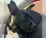 Small #35 American Pit Bull Terrier Mix