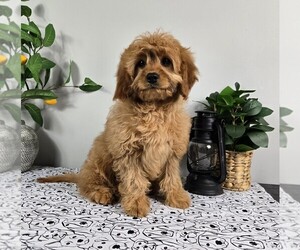Golden Cavalier Puppy for sale in FRANKLIN, IN, USA