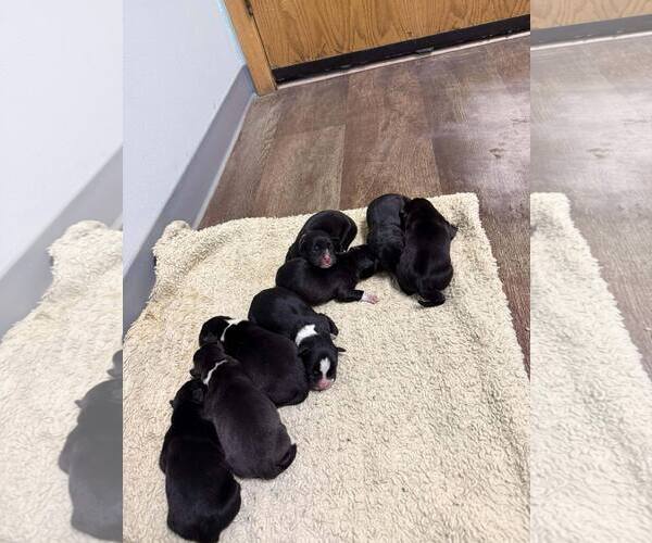 Medium Photo #2 Labrador Retriever-Unknown Mix Puppy For Sale in Princeton, MN, USA