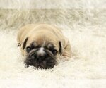 Small Photo #3 English Bulldog Puppy For Sale in GLENCOE, IL, USA