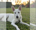 Small white german shepherd Mix
